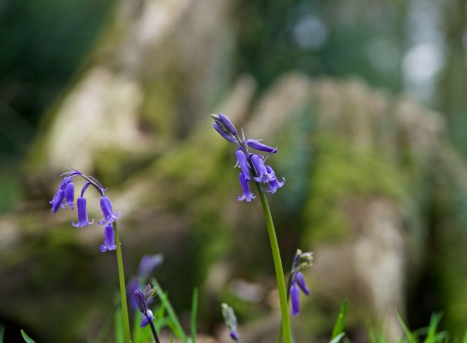 Bluebells